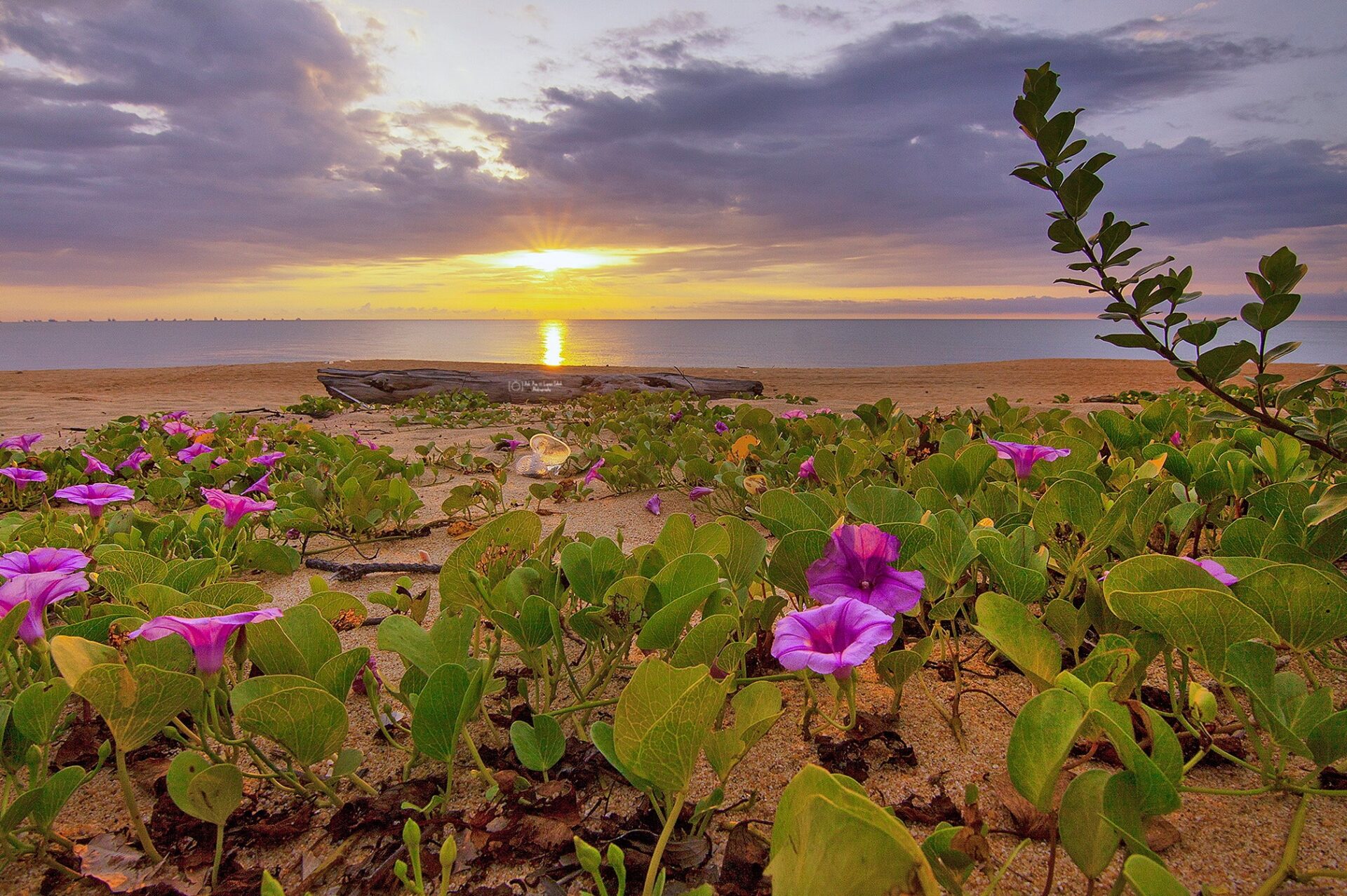 vot morning glory beach